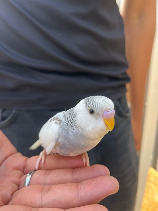 Vendo Piriquitos Australianos