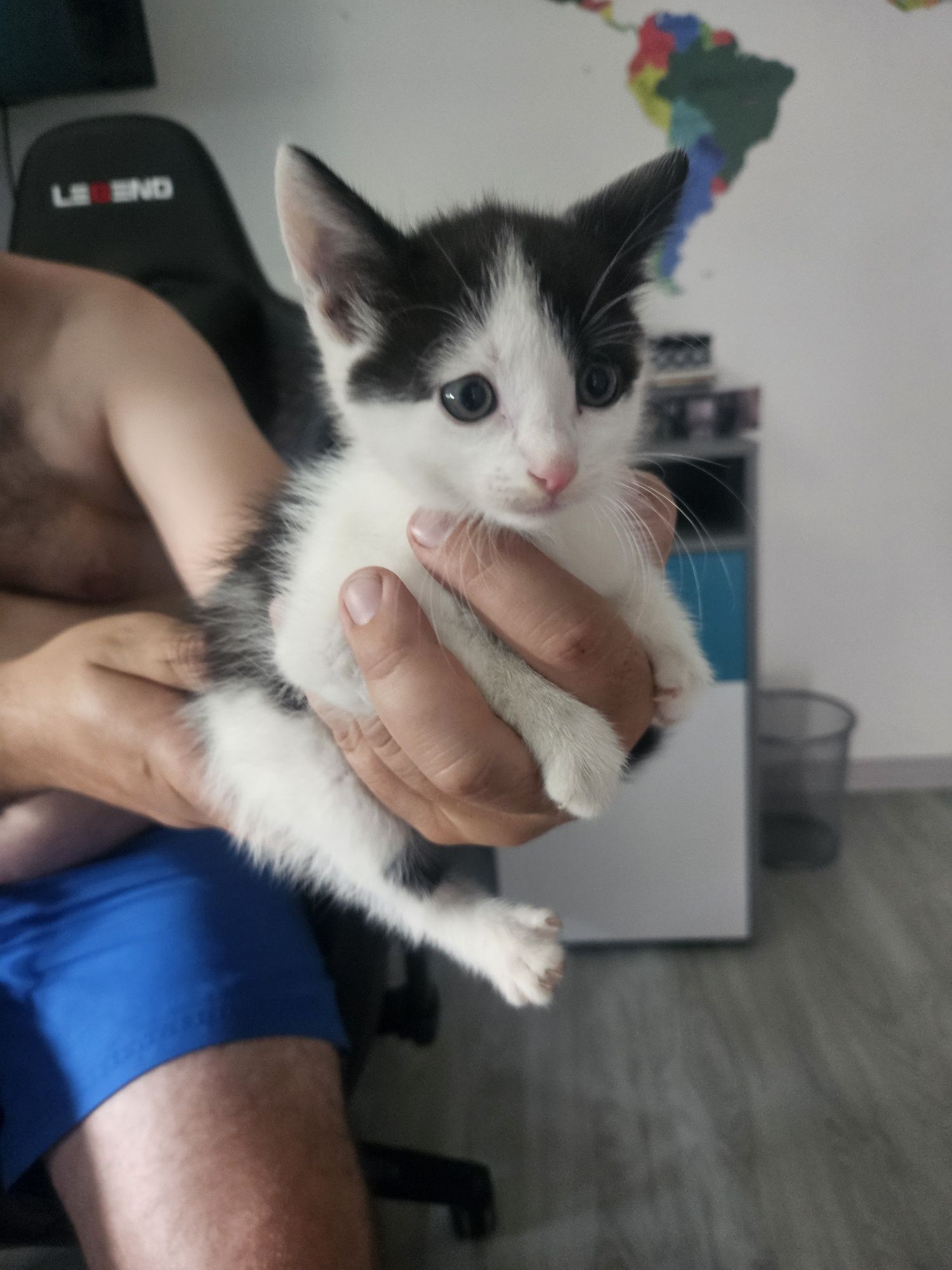 Oddam za darmo 2 koty