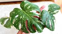 Monstera Thaiconstelation