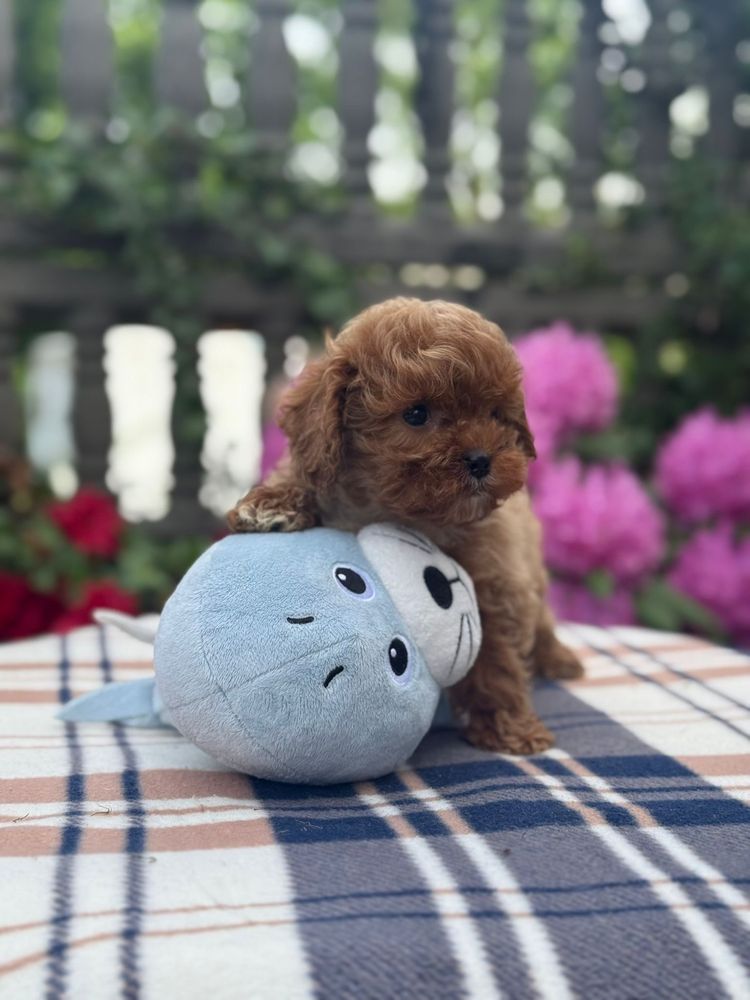 Cavapoo słodki piesek