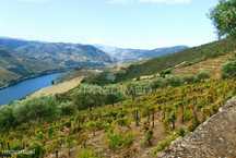 Terreno misto com vista total sobre o Rio Douro