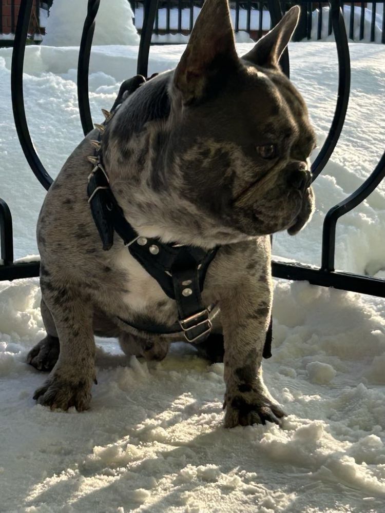 Buldog Francuski