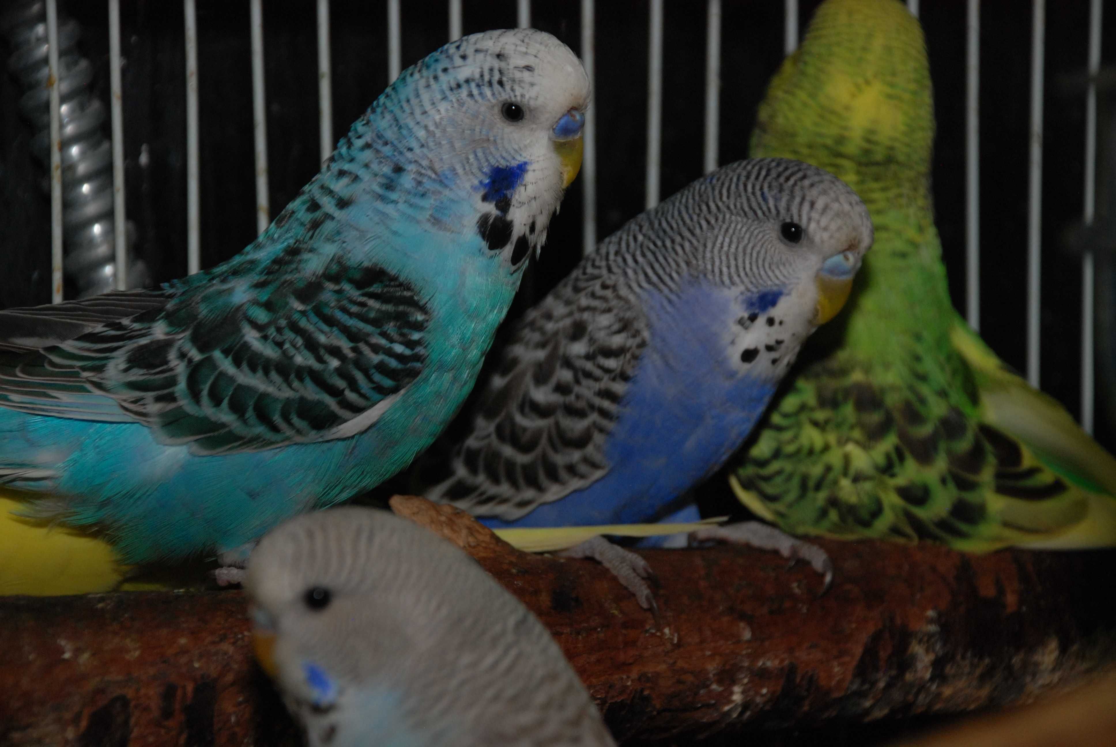 Выставочный попугай - птички чехи разного возраста
