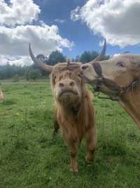 Bydło highland cattle