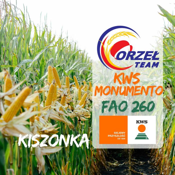 Nasiona kukurydzy KWS Monumento FAO 260, Temisto, Qualito, 12+1 gratis