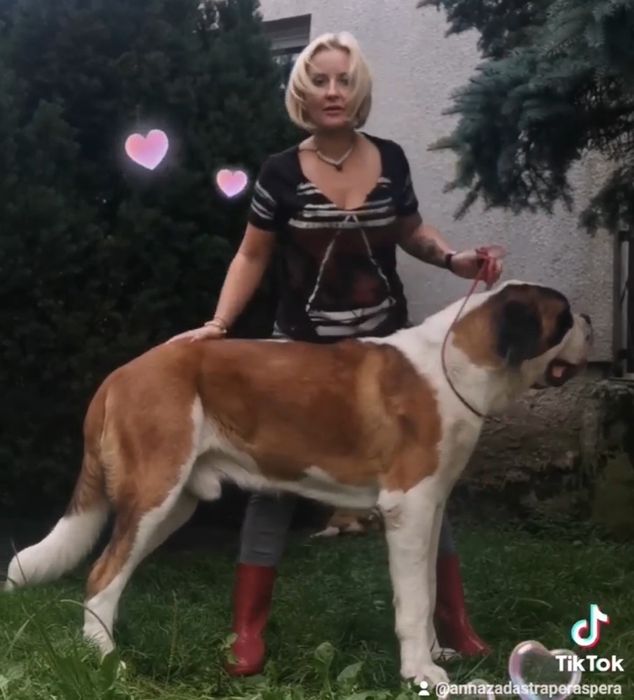 Bernardyn krótkowłosy pies. Pilne!