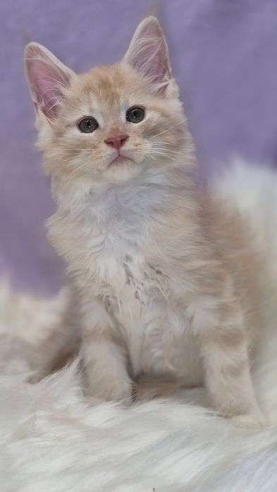 Maine Coon kocurek kremowy z białym