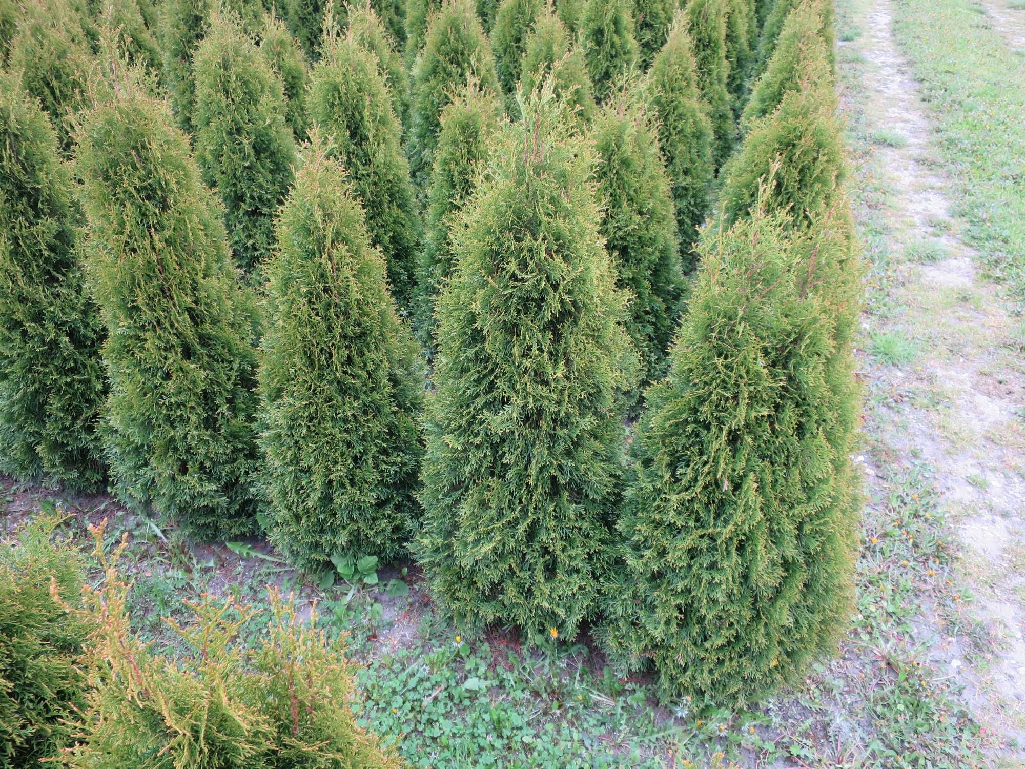 Tuja Szmaragd thuja Smaragd zielona na żywopłot Różne wysokości