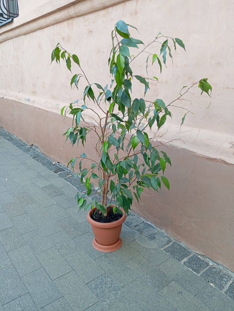 Фикус Бенджамина 1 м