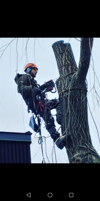 Видалити дерево удалить зрізати обрізка  кронувати спилить видалення