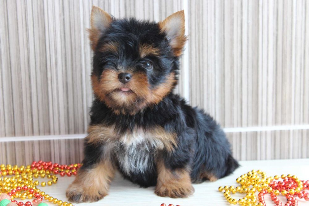 Чарівці цуценята Йорки