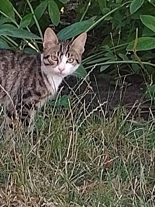 Віддам котиків в добрі руки