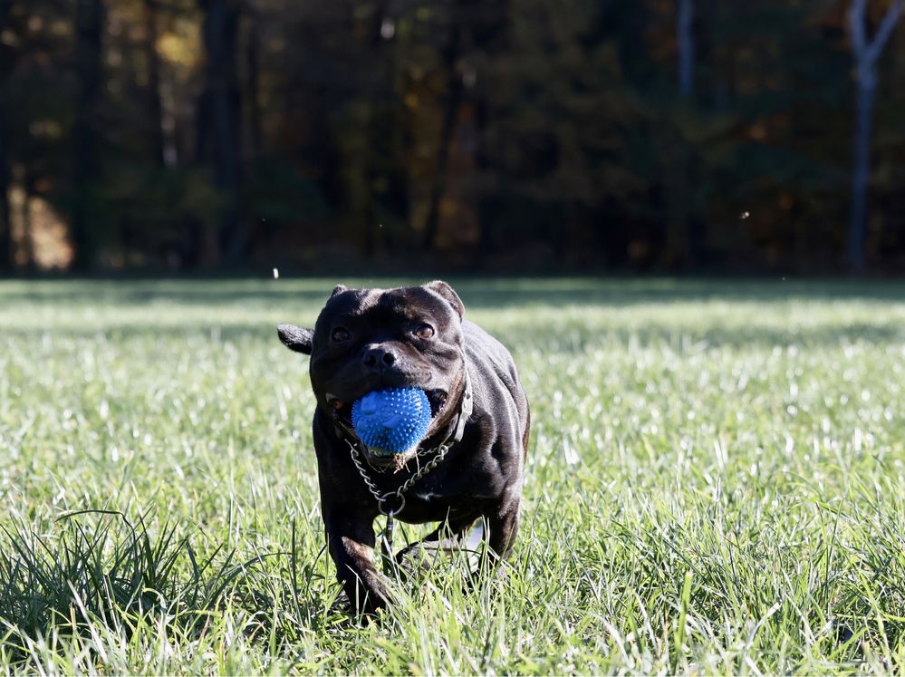 Reproduktor, Staffordshire Bull Terrier, Staffik, Stafik