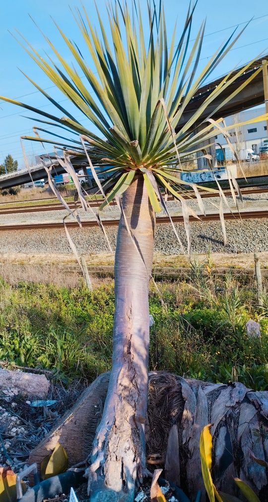 Dragoeiro ou Dracaena draco