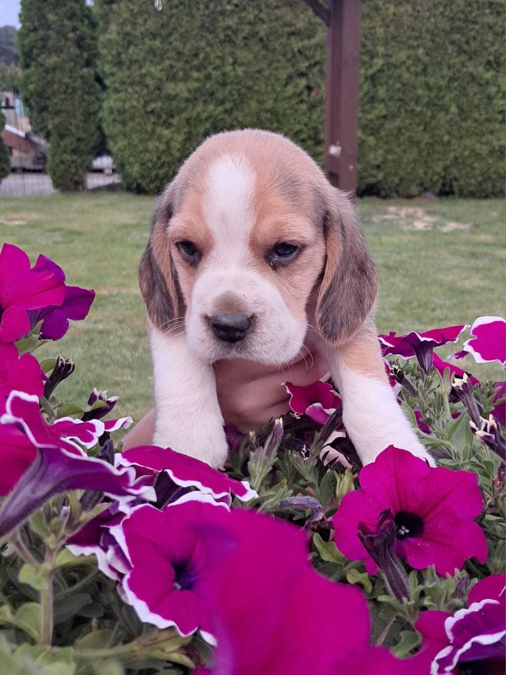 Piękna zdrowa suczka do odbioru od 31.07, Beagle Tricolor, rodowód