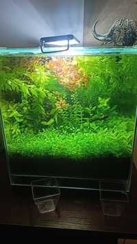 Bacopa, ludwigia red, zamienie