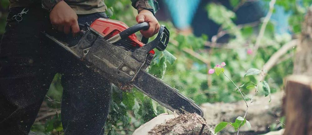 Profesjonalna pielęgnacja i wycinka drzew – usługi ogrodnicze