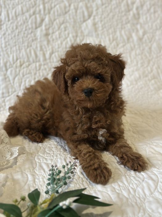 Хлопчик той педель Китай