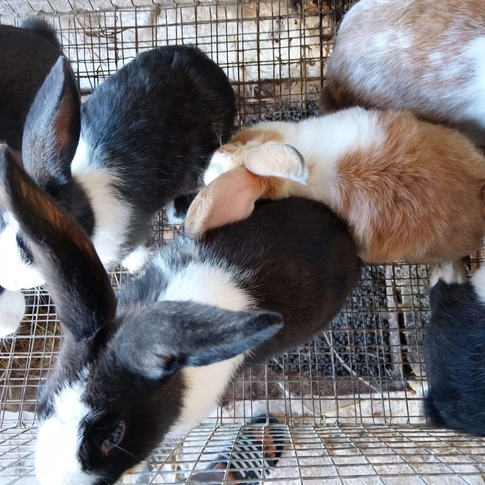Coelhos Caseiros