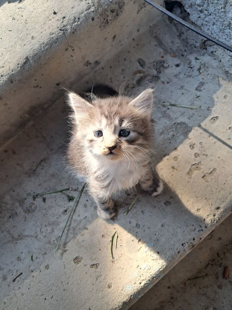 Кошенята безкоштовно