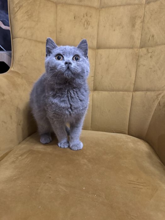 Kocur ,kocurek Brytyjski niebieski Fpl gotowy na zmiane domu