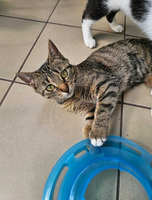 Daria z fundacji Miasto Kotów