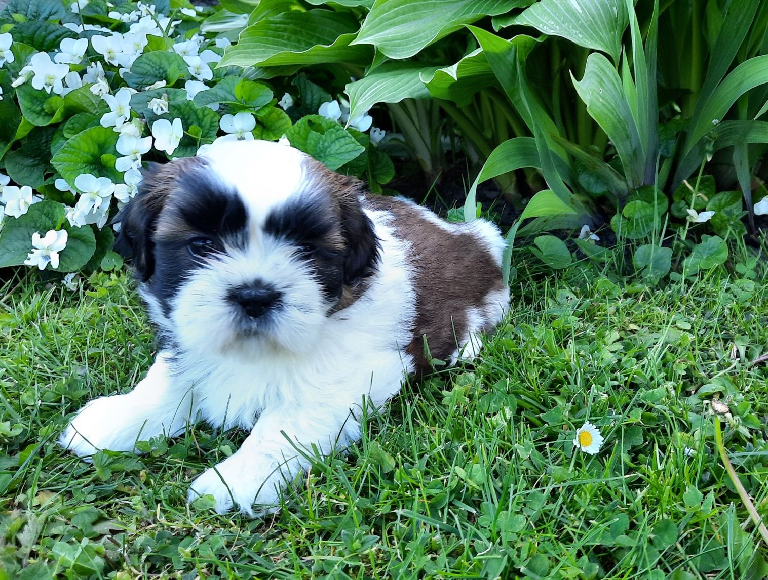 Szczeniak shih-tzu