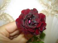 Сортова пеларгония Royal Black Rose