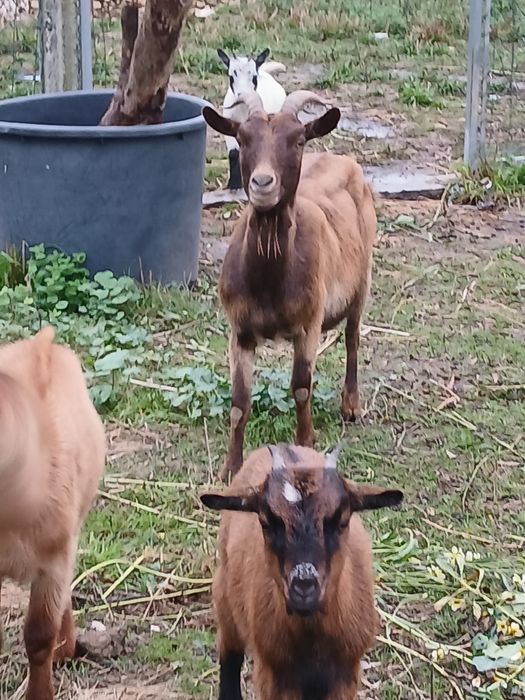 Cabras e cabritos
