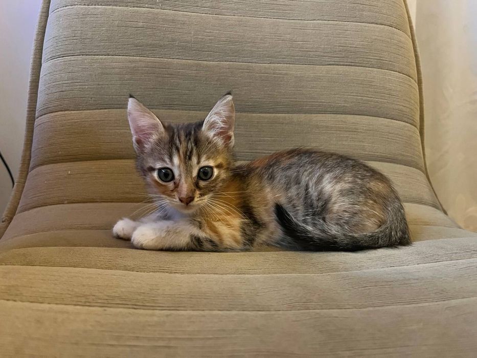 Дівчинка кошеня киця трьохмасна, мама мейнкун