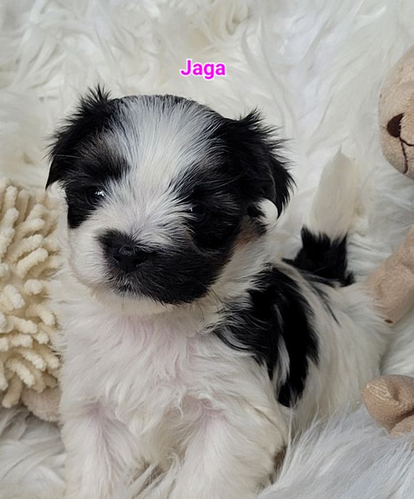 Morkie Yorkshire terrier biewer suczka