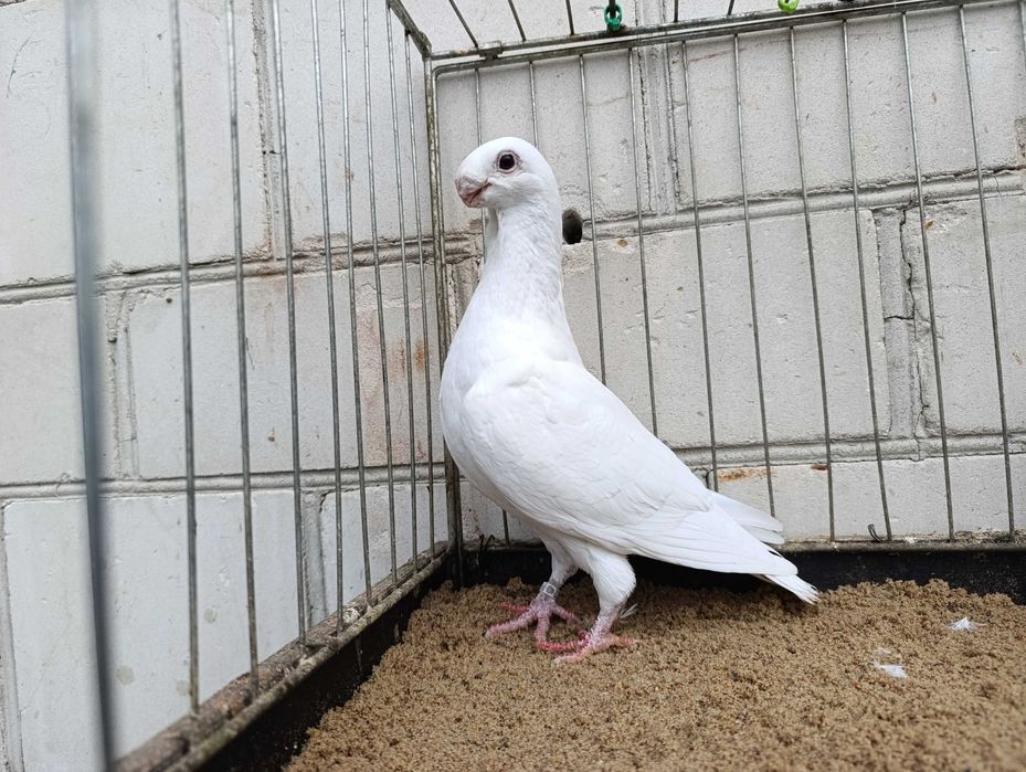 Orliki belgijskie belgusy antwerpskie orzełki polskie gołąb gołębie