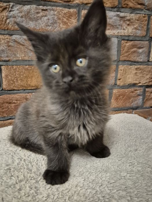 Czarny kocurek Maine Coon