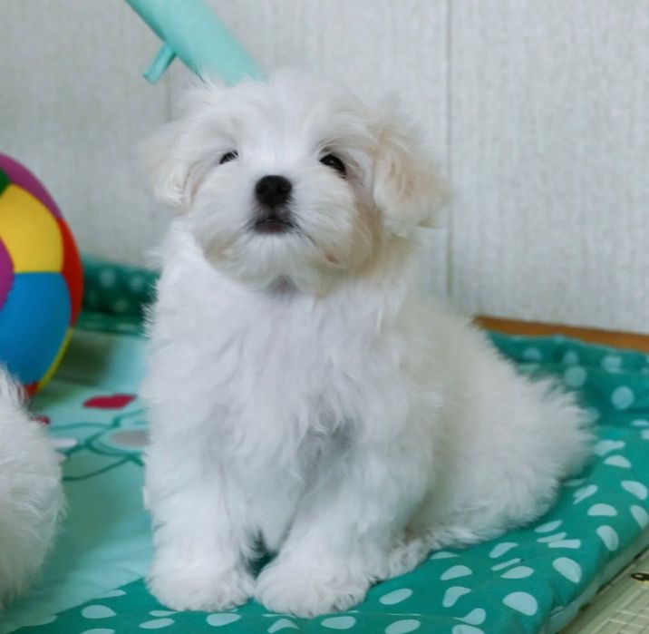 Maltańczyk bez zacieków dziewczynka