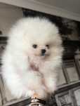 Mini xs chlopiec bialy szpic miniaturowy pomeranian