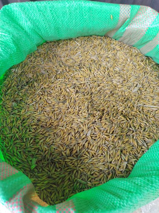 Owies Bingo zbiór z 2025