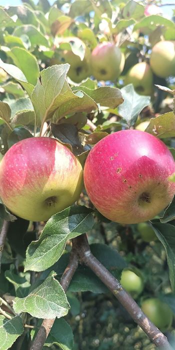 Jabłka ekologiczne 10 kg