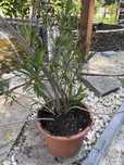 Oleander różowy 2 m