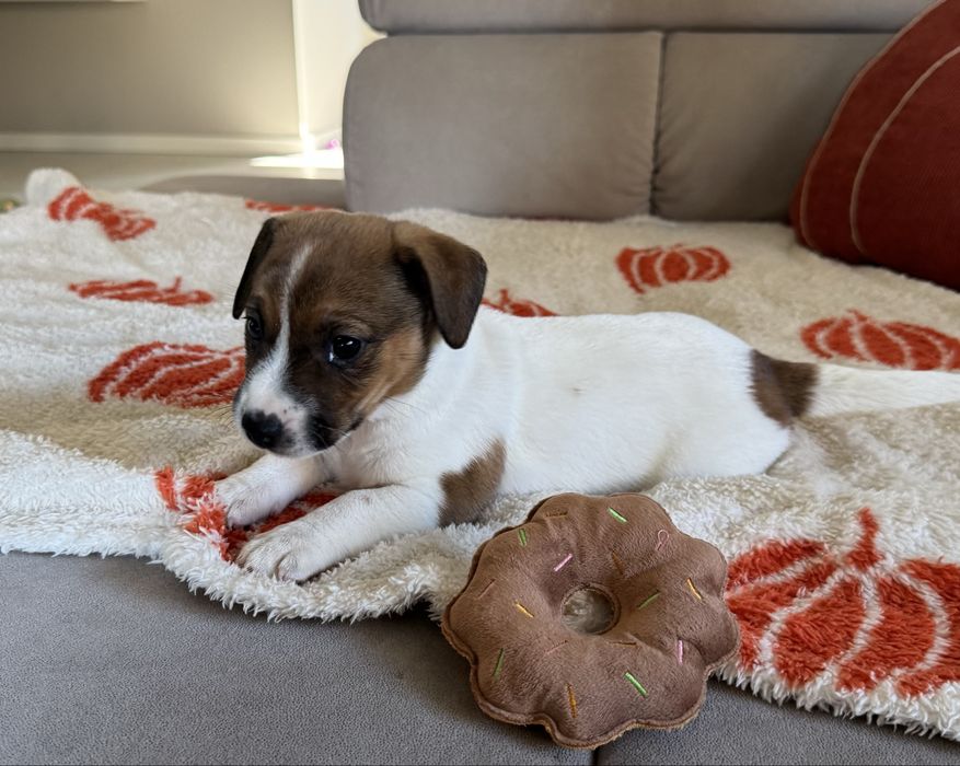 Jack russel terrier suczka