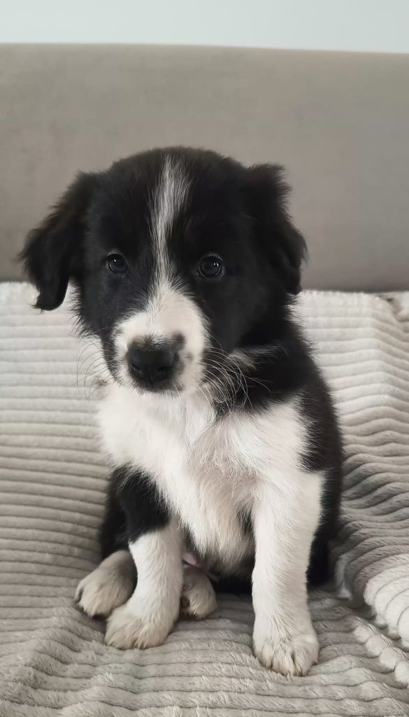 Border Collie szczenię ZKwP / FCI rodowodowe