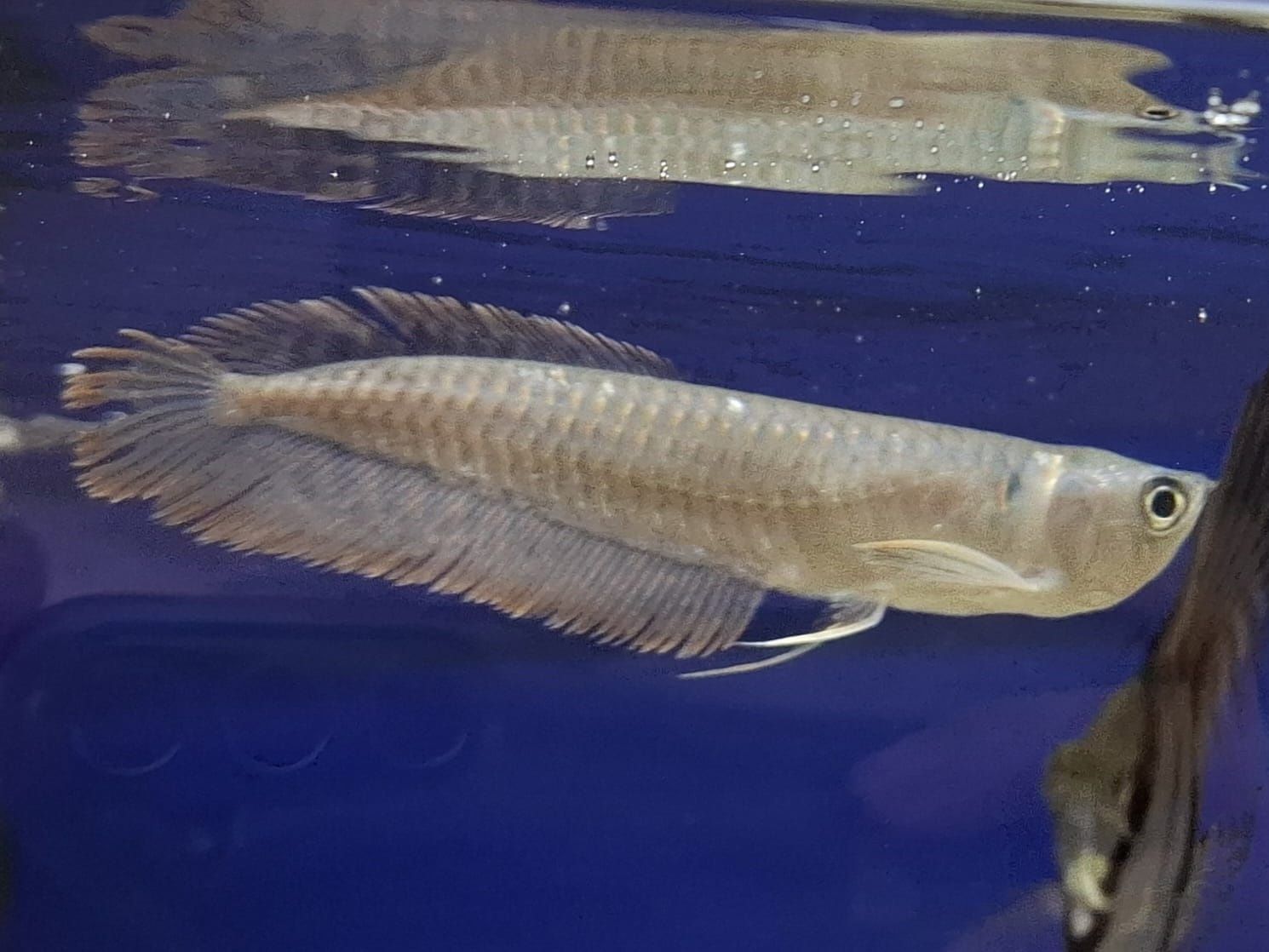 Arowana Srebrna 15-20 cm