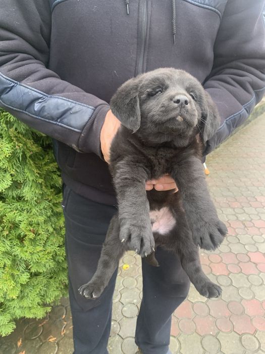 Продам цуценят Лабрадорів