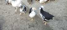Czubatka Staropolska, Australorp