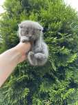 Британський висловухий  котик( дівчинка)