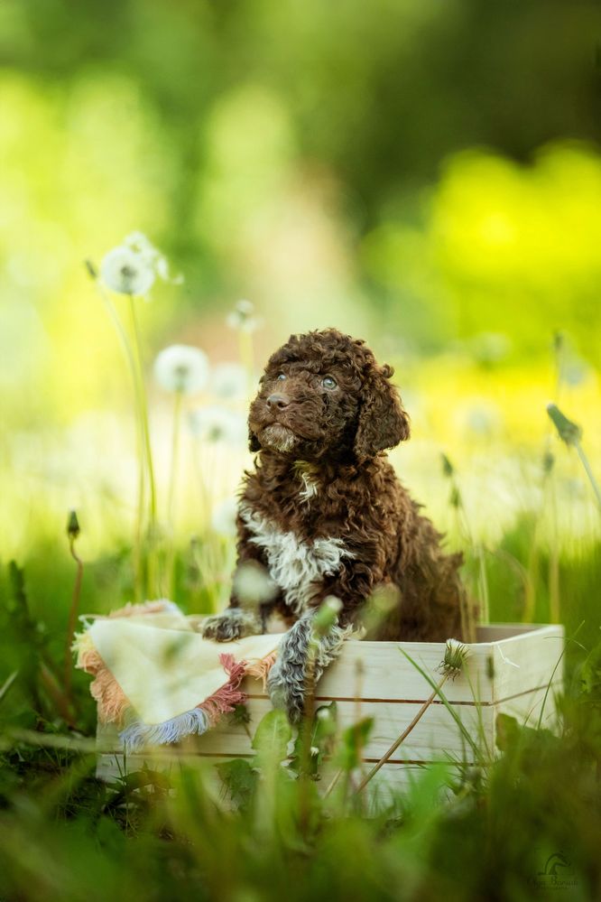 Lagotto Romagnolo