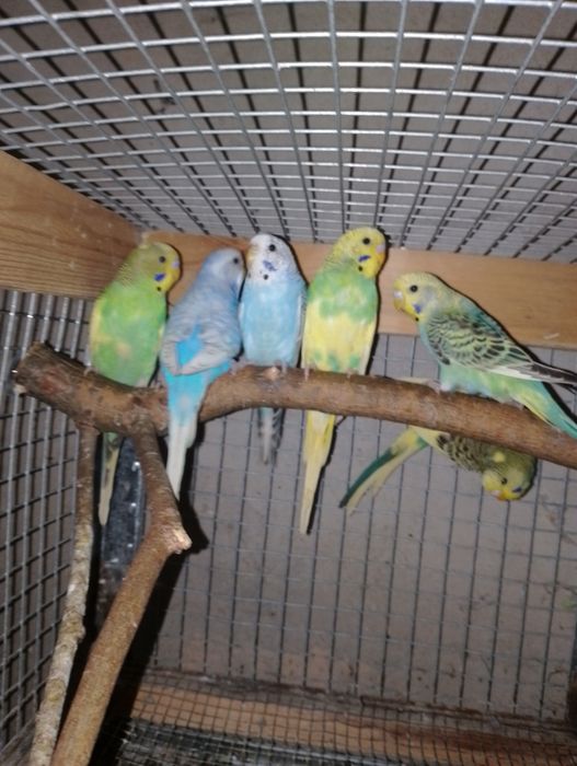 Papugi faliste młode