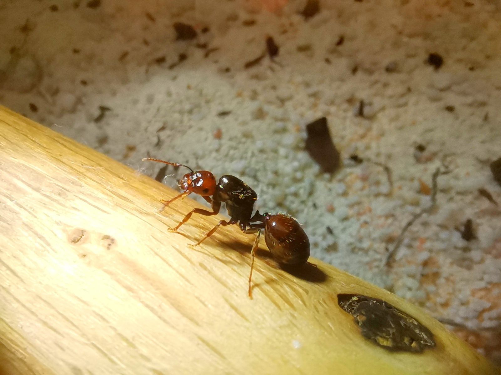 Królowa mrówek Messor barbarus, redhead, mrówki do formikarium