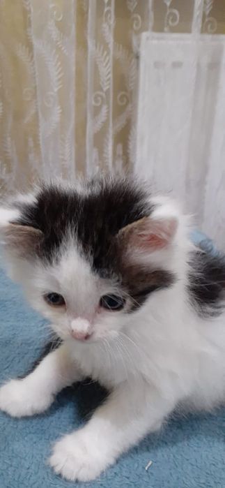 Віддам кошенят у добрі руки.