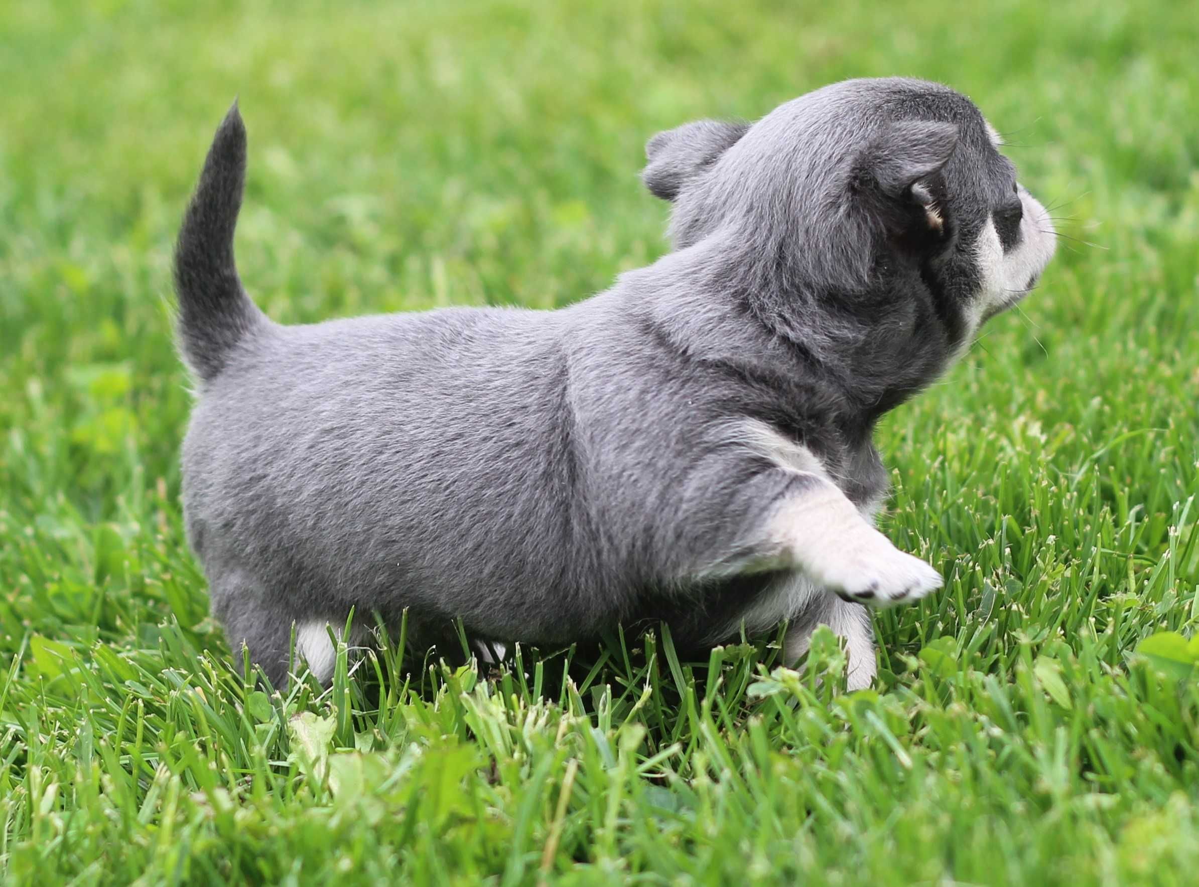 Mikro chihuahua Brutus cudny chłopiec