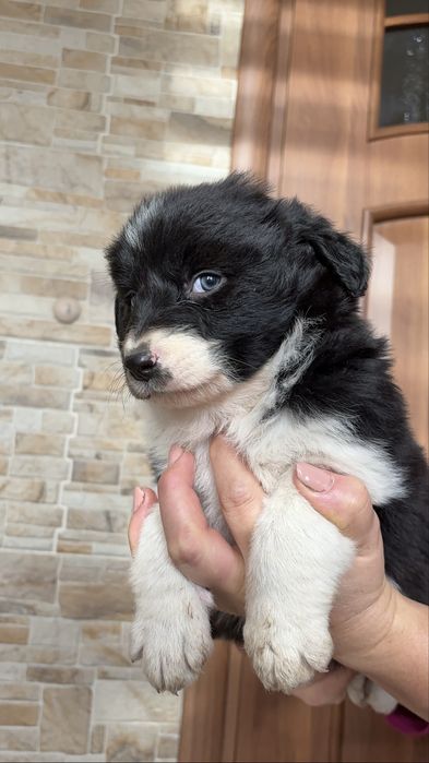 Suczka Border Collie